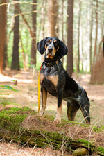 Cooper