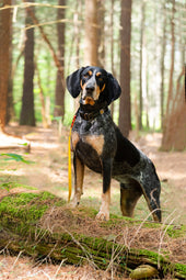 Cooper