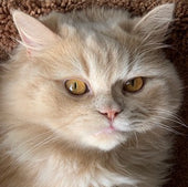 HENRI