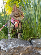 Cleo