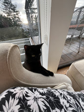 Petunio