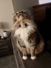 Ozzie