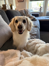Ollie