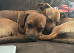 Draco and Slinky