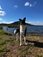 Bandit 
