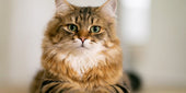 Miso