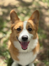 Apollo