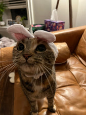 Mochi