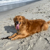 Amy Dog