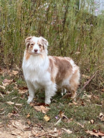 Gypsy