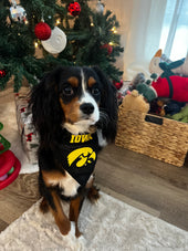 Hawkeye 