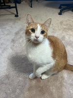 Romeo