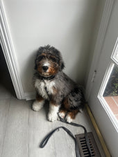 Rocky