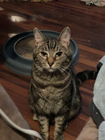 Hunter