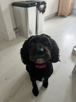 Olly