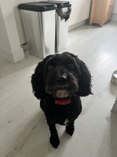 Olly