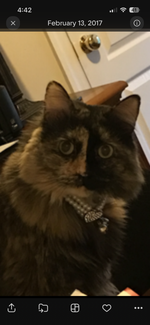 Callie 