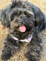 Maggie
