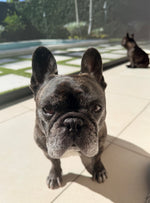 Gus