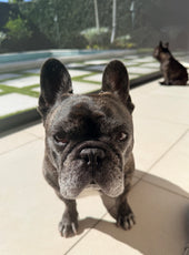 Gus