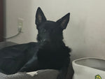 Apollo 