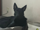 Apollo 