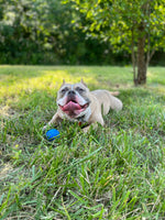 Chico