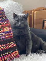 Smokie