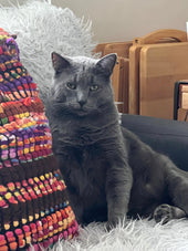 Smokie