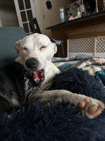 Harvey