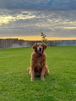 Zena