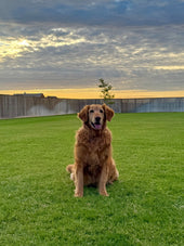 Zena