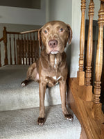 Todd
