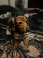 Penny