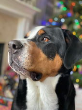 Harvey