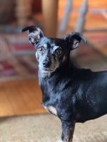 Niccolini The Lamborghini Chiweenie