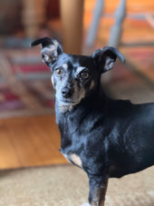 Niccolini The Lamborghini Chiweenie