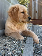 Luka