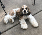 Cooper