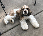 Cooper