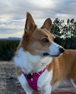 Zoë