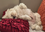 Tobi