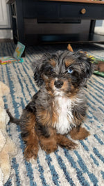 Teddy