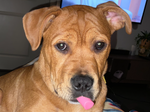 Auggie