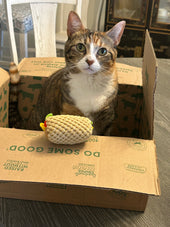 Ellie May the Island Kitty