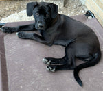 Stella