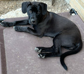 Stella