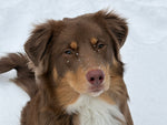 bruno