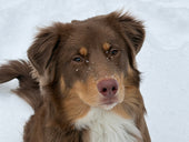 bruno