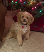 Daisy
